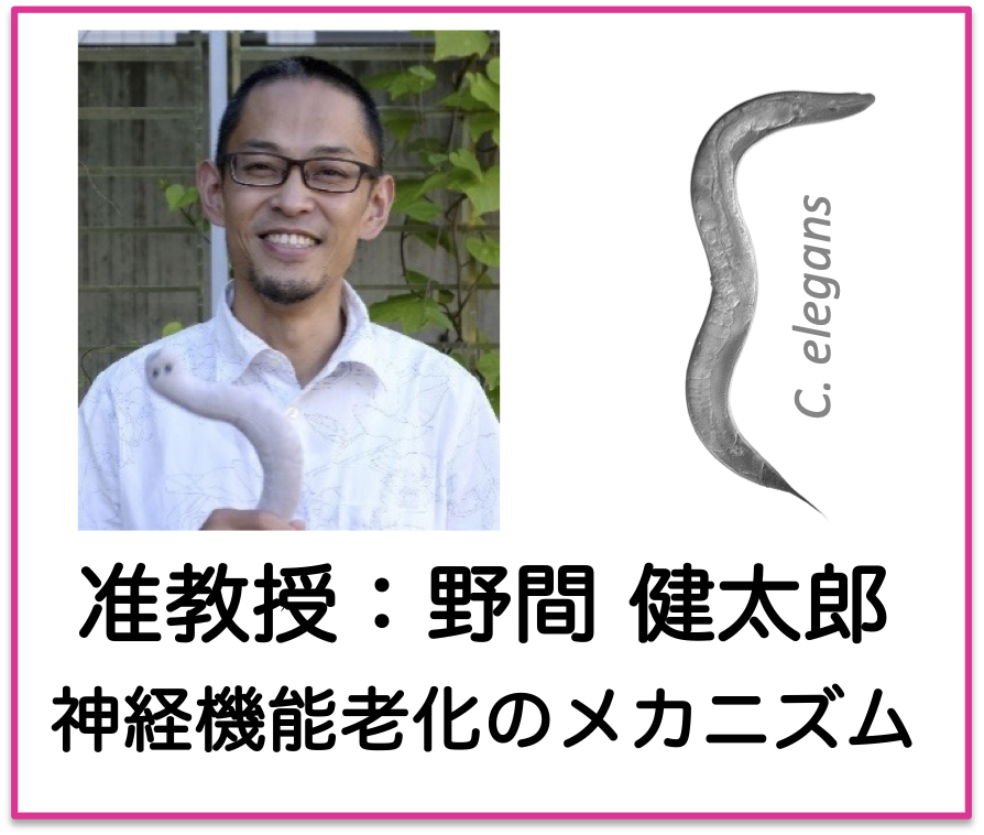 Noma Group�̃��S