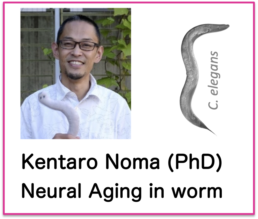 Noma Group�̃��S